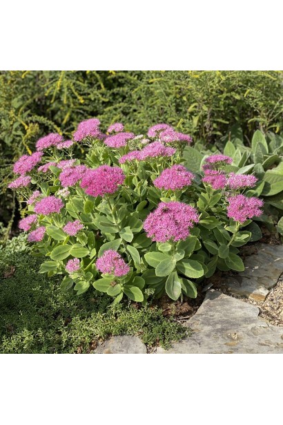 Очиток ‘Неон’  с яркими розовыми соцветиями в саду